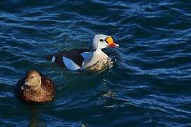 Eider à tête grise