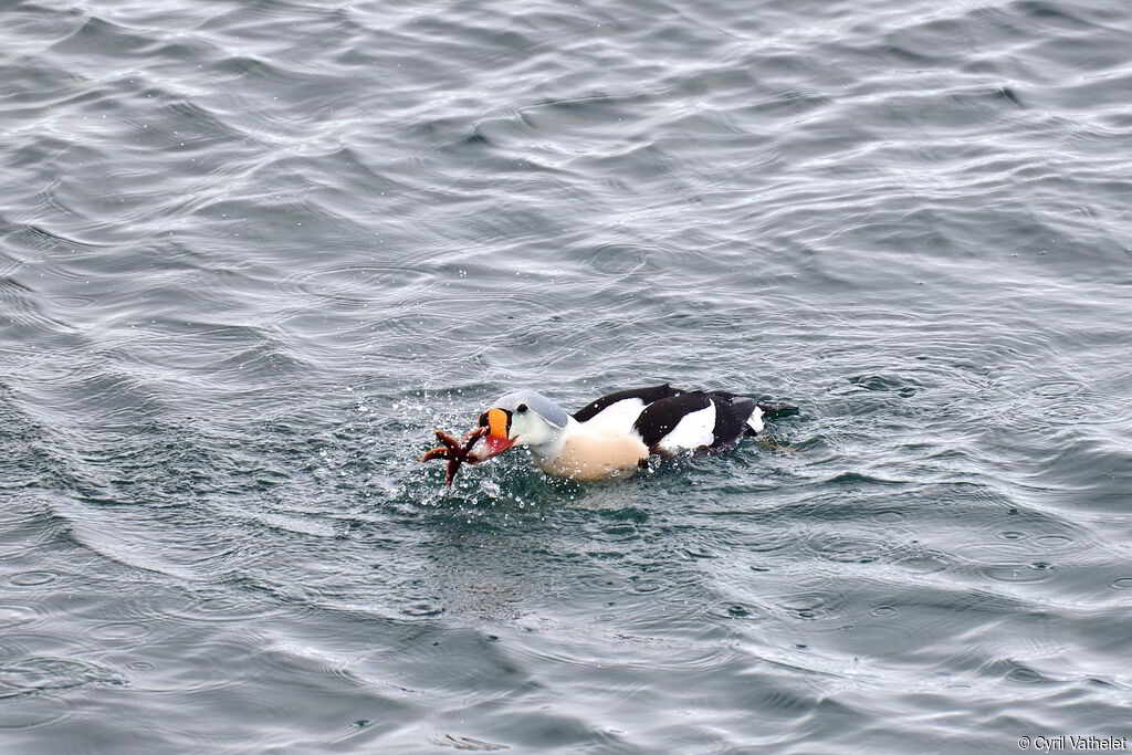 Eider à tête grise