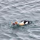 Eider à tête grise