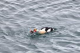 Eider à tête grise