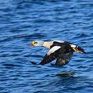 Eider à tête grise
