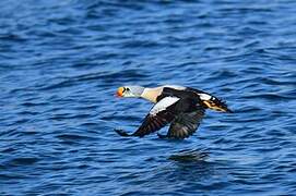 Eider à tête grise