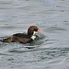 Eider à tête grise