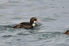 King Eider