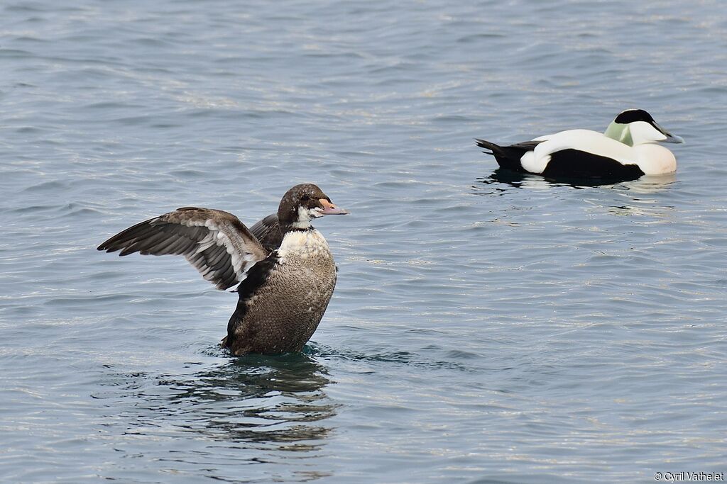 Eider à tête grise