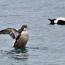 Eider à tête grise