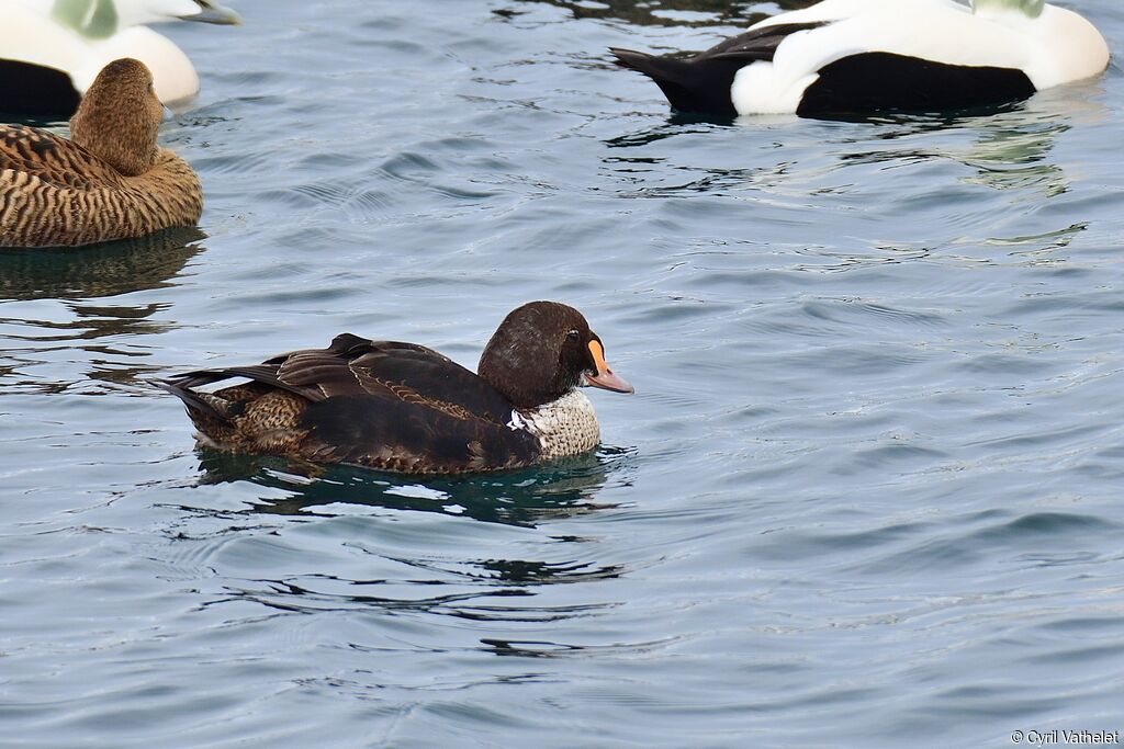 Eider à tête grise