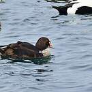 Eider à tête grise