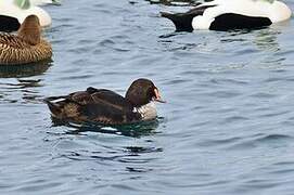 Eider à tête grise