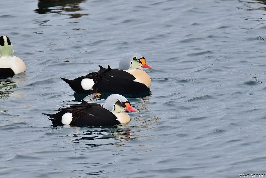 King Eider