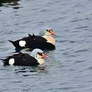 Eider à tête grise