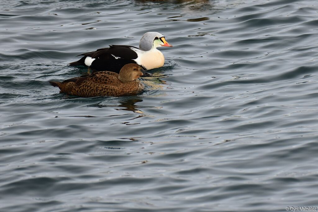 Eider à tête griseadulte nuptial, composition, pigmentation, nage