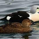 Eider à tête grise
