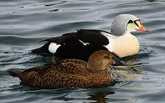 Eider à tête grise