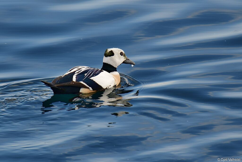 Eider de Steller