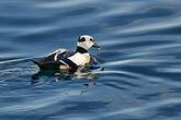 Eider de Steller