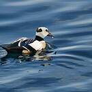 Eider de Steller