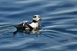 Steller's Eider