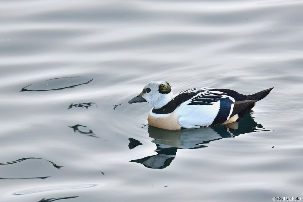 Steller's Eider