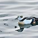 Eider de Steller