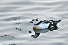 Eider de Steller