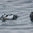 Eider de Steller