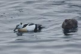 Steller's Eider