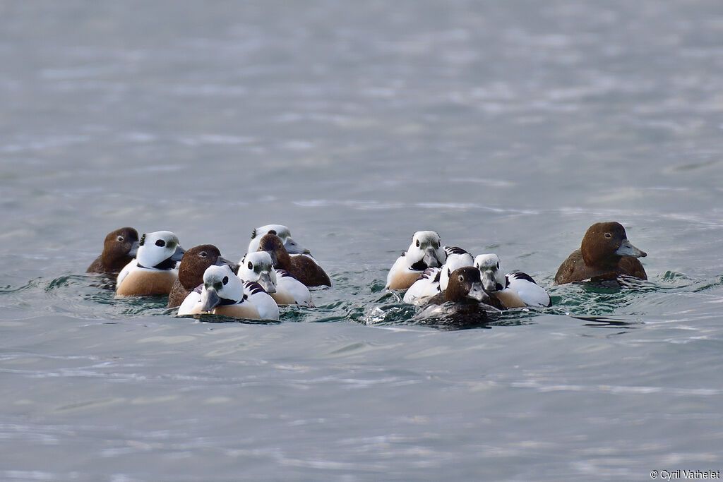 Steller's Eider