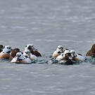 Eider de Steller