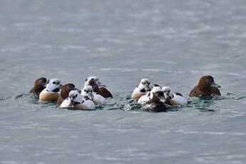 Eider de Steller