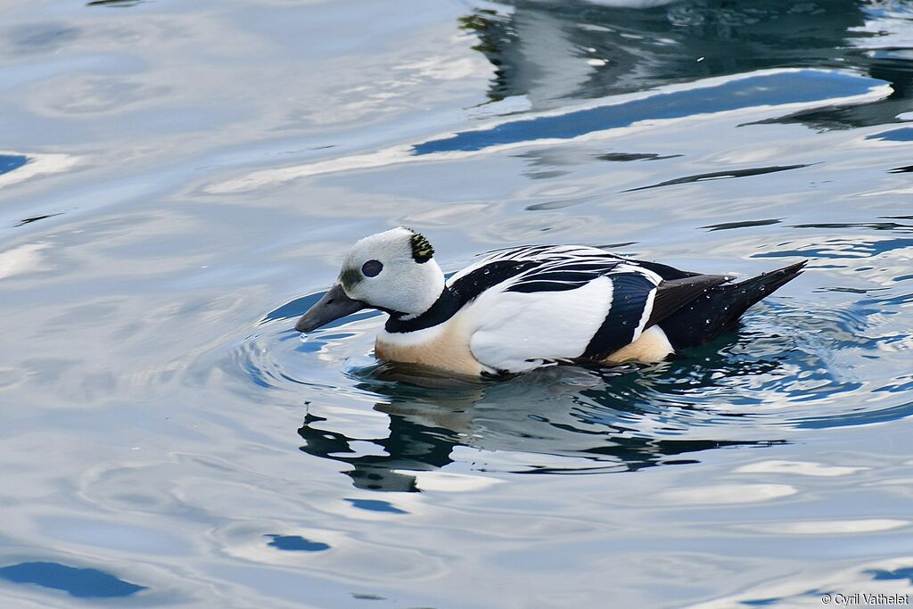 Steller's Eider male adult breeding, identification, aspect, pigmentation, swimming