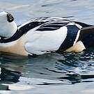 Eider de Steller