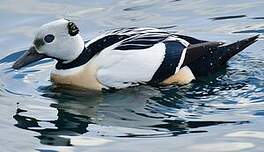 Eider de Steller