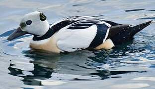 Eider de Steller