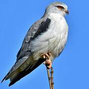 Black-winged Kite