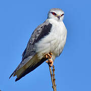 Black-winged Kite