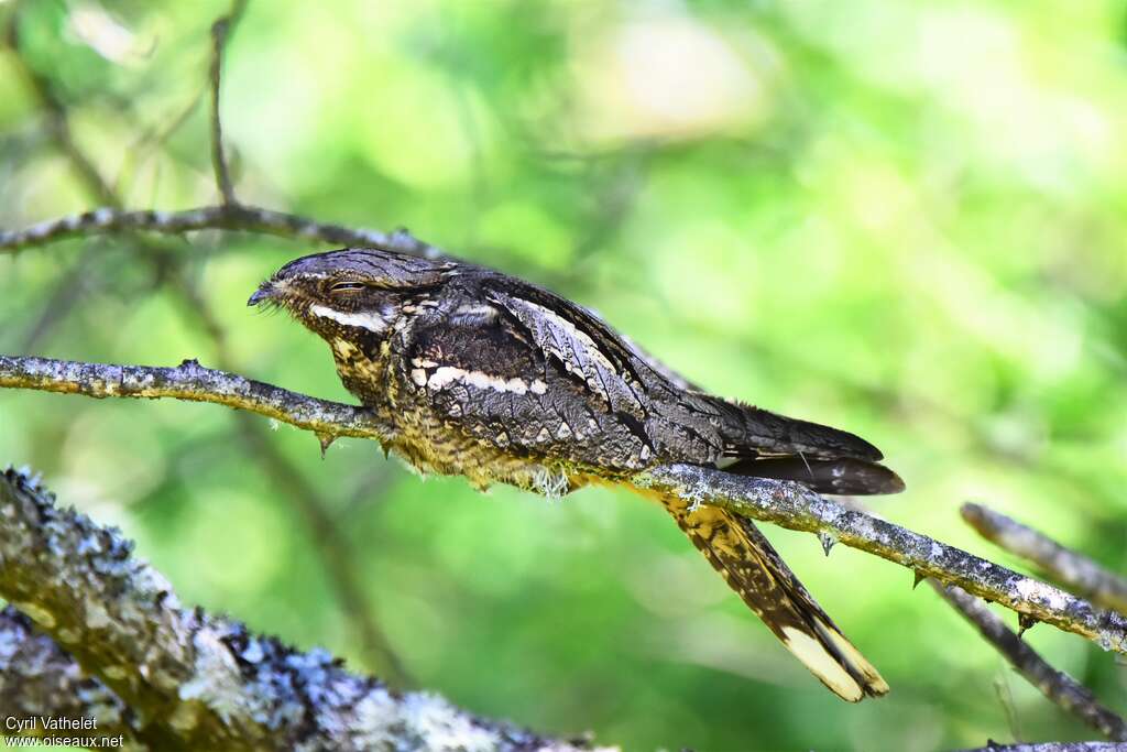 European Nightjaradult, identification