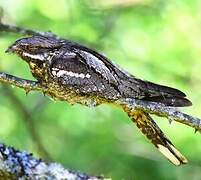 European Nightjar