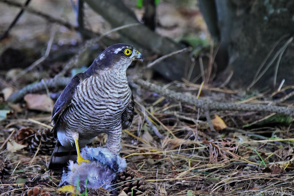 Eurasian Sparrowhawk male, identification, aspect