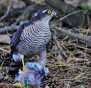 Eurasian Sparrowhawk