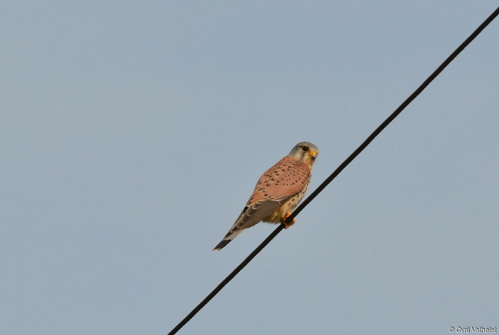 Common Kestrel male adult, identification, aspect