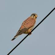 Common Kestrel