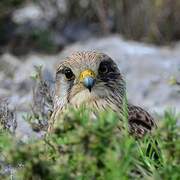 Common Kestrel