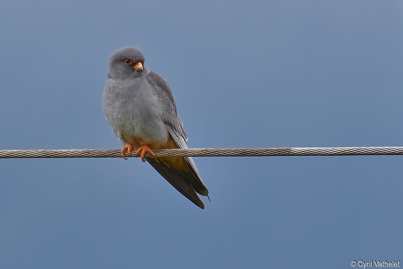 Red-footed Falcon male adult breeding, identification, aspect, pigmentation