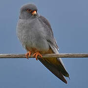 Red-footed Falcon