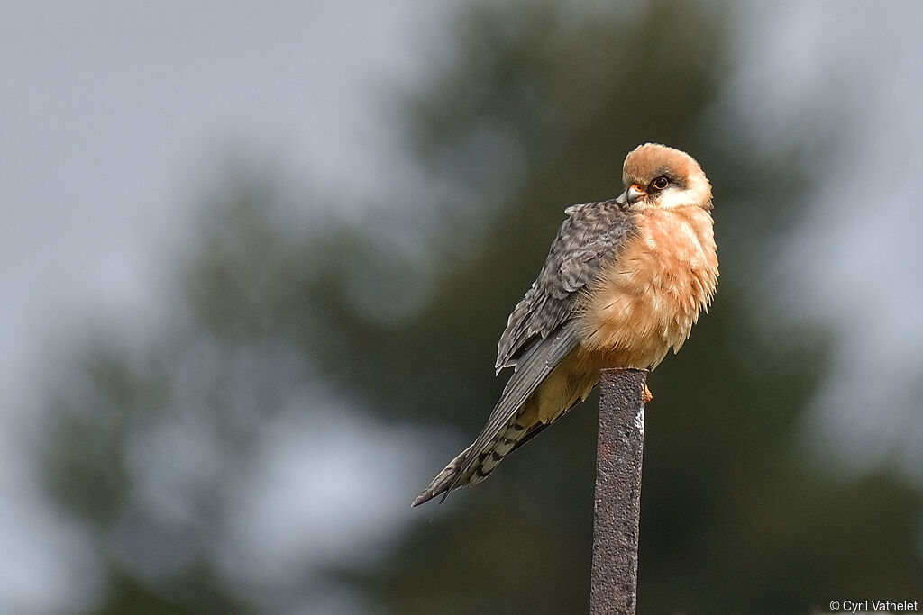 Red-footed Falcon female adult, identification, aspect, pigmentation