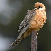 Red-footed Falcon