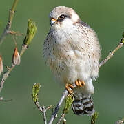 Red-footed Falcon