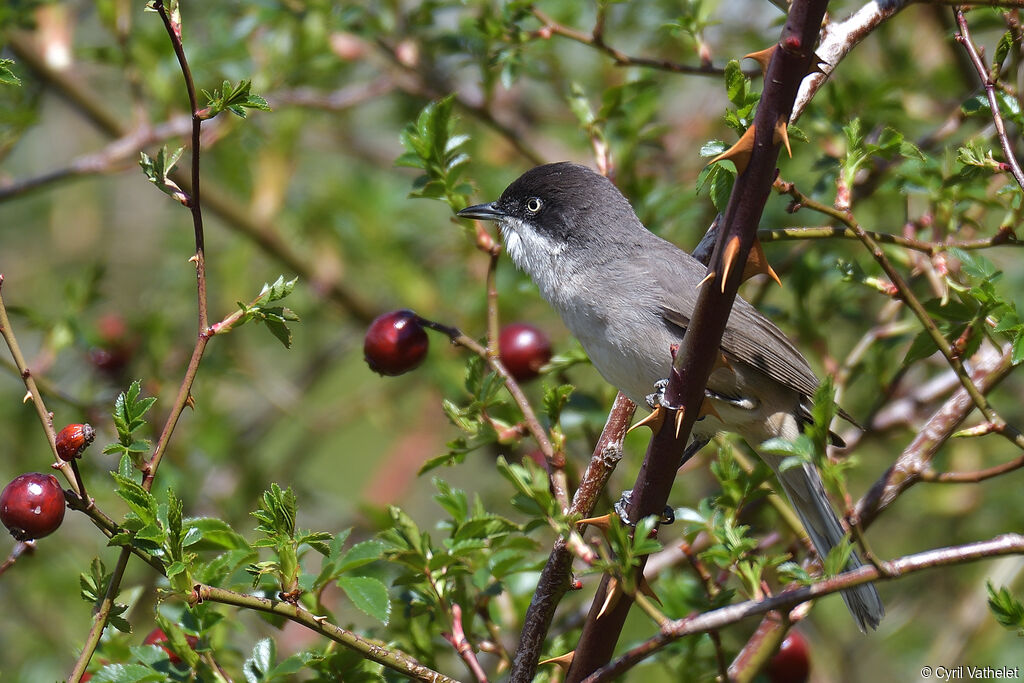 Western Orphean Warbler male adult breeding, identification, aspect, pigmentation, song