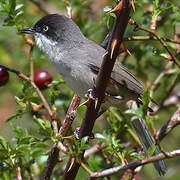 Western Orphean Warbler